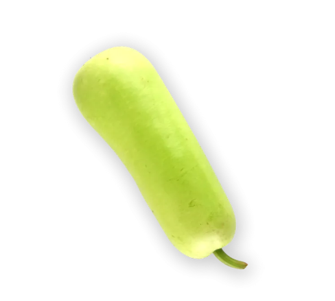 Bottle Gourd (Avg 1.5 lbs 2 lbs ), Dudhi 1 EACH